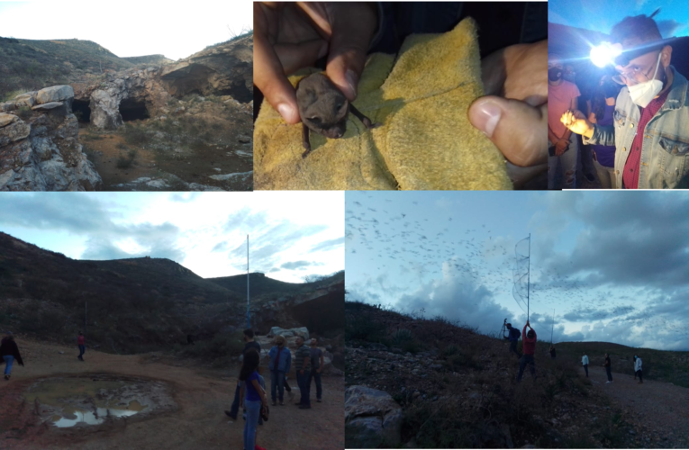 Avistamiento de murciélagos en cavernas de la mina Bustillos en Santa Eulalia