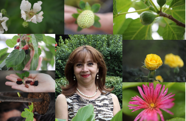 Promueven investigadores UACH el cultivo de  flores comestibles