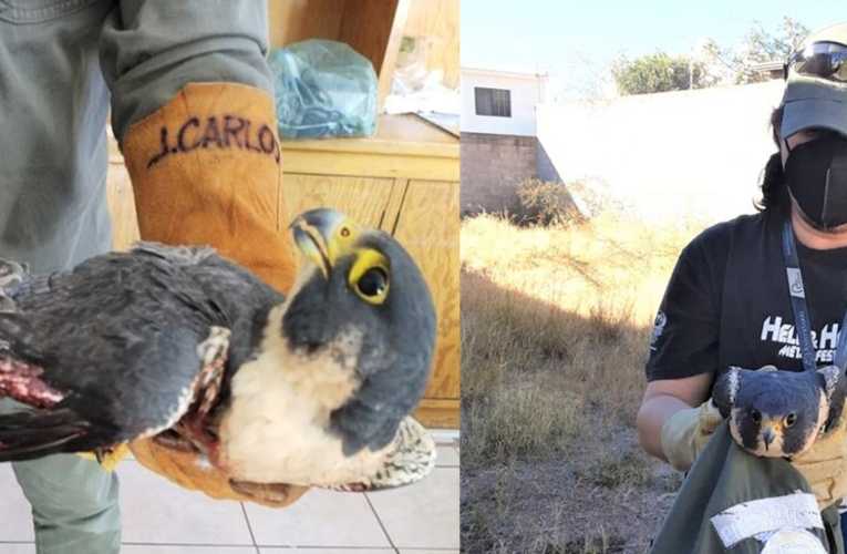 Rescatan Guardianes Ecológicos a halcón peregrino en El Campanario