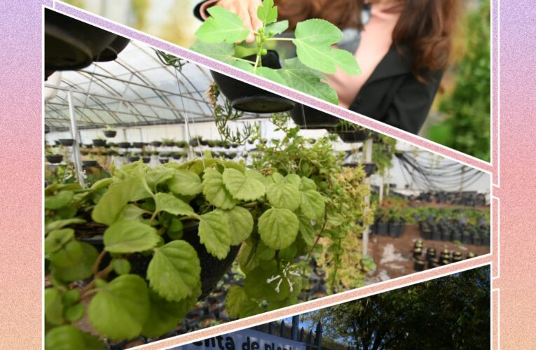Invita la UACH a adquirir plantas del vivero de Faciatec