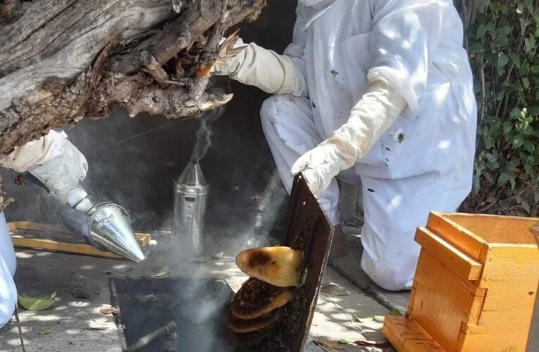Reubican Guardianes Ecológicos a más de 5 mil abejas